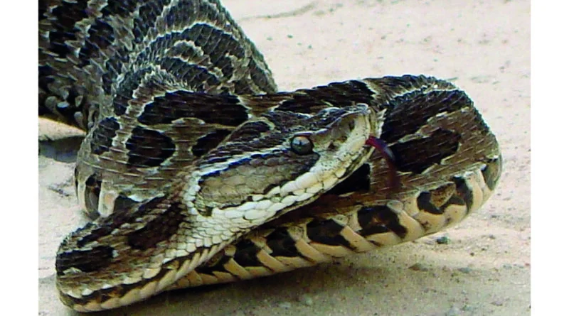 26-02-23-zzz-yarara-800x445