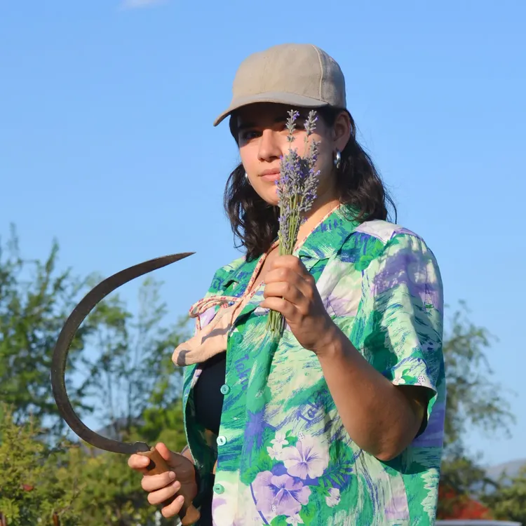 festival de la cosecha de la lavanda en islavanda 2025