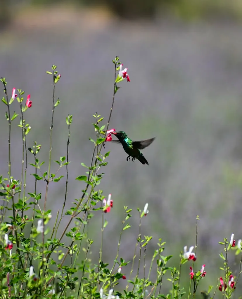 foto ganadora concurso de fotografia en Islavanda Los Reartes 2025 (1)