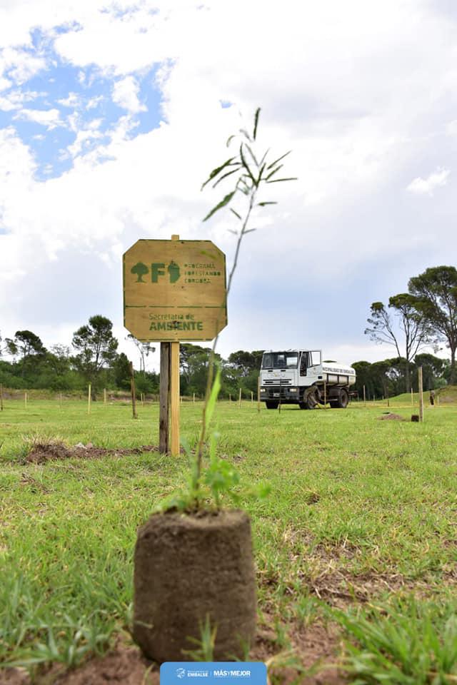 plantacion de arboles embalse 1