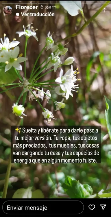 terapiadecasas - florecer